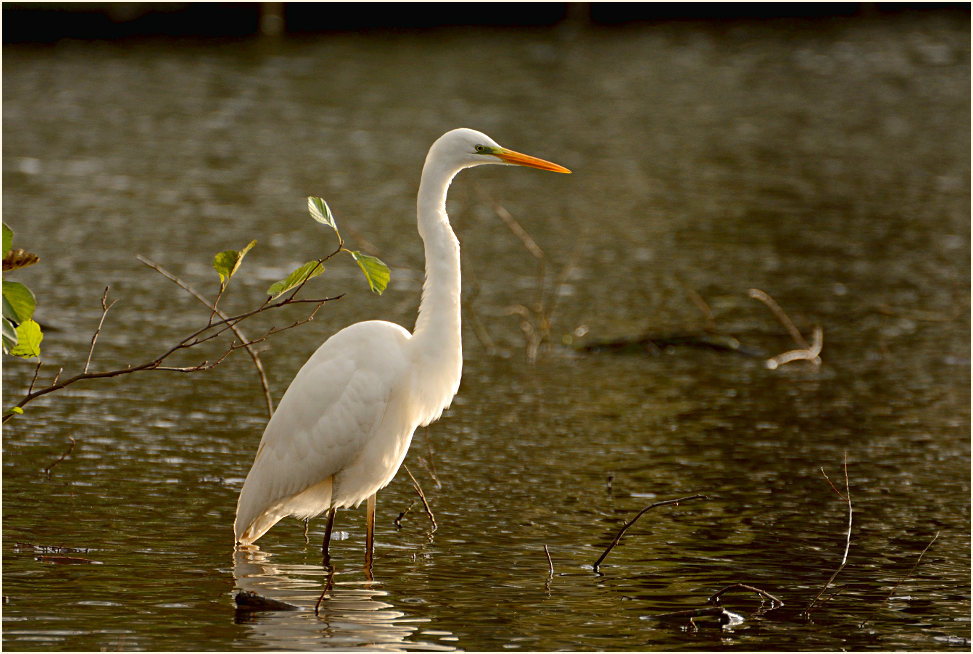 Silberreiher (Casmerodius albus)