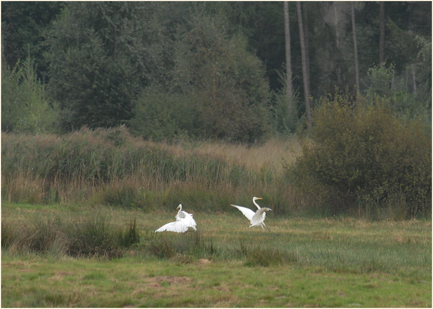 Silberreiher (Casmerodius albus)
