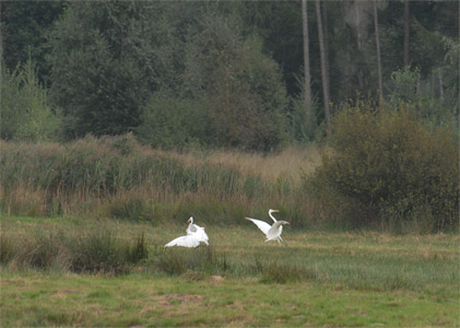 vergrößern