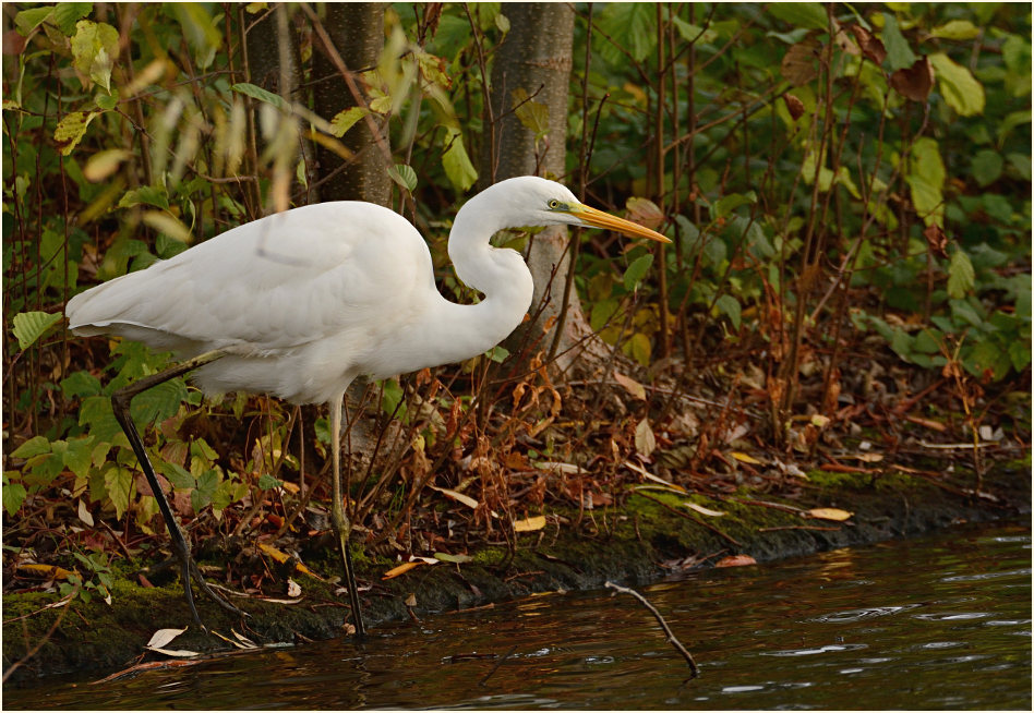Silberreiher (Casmerodius albus)