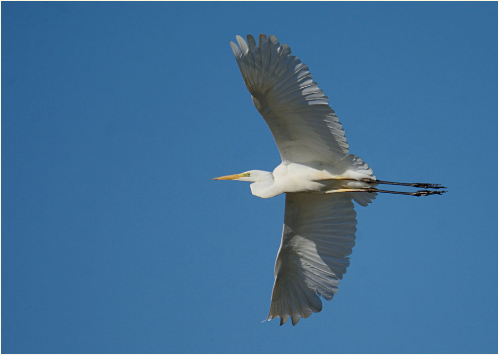 Silberreiher (Casmerodius albus)