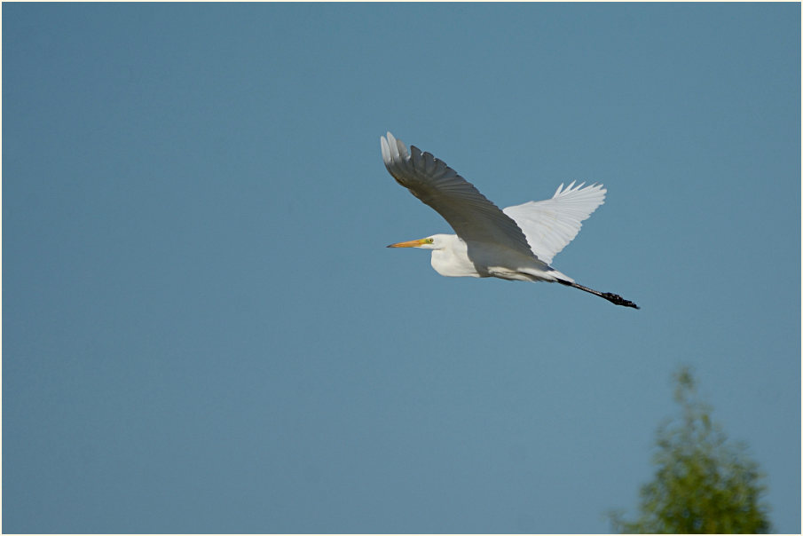 Silberreiher (Casmerodius albus)