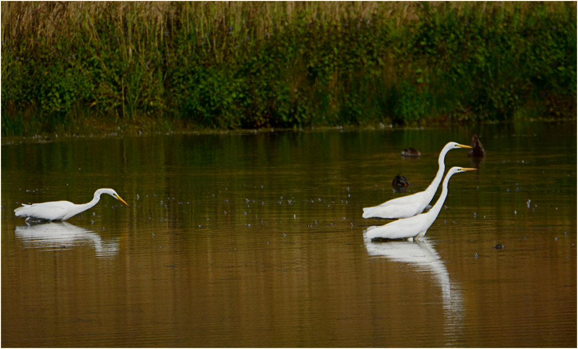Silberreiher (Casmerodius albus)