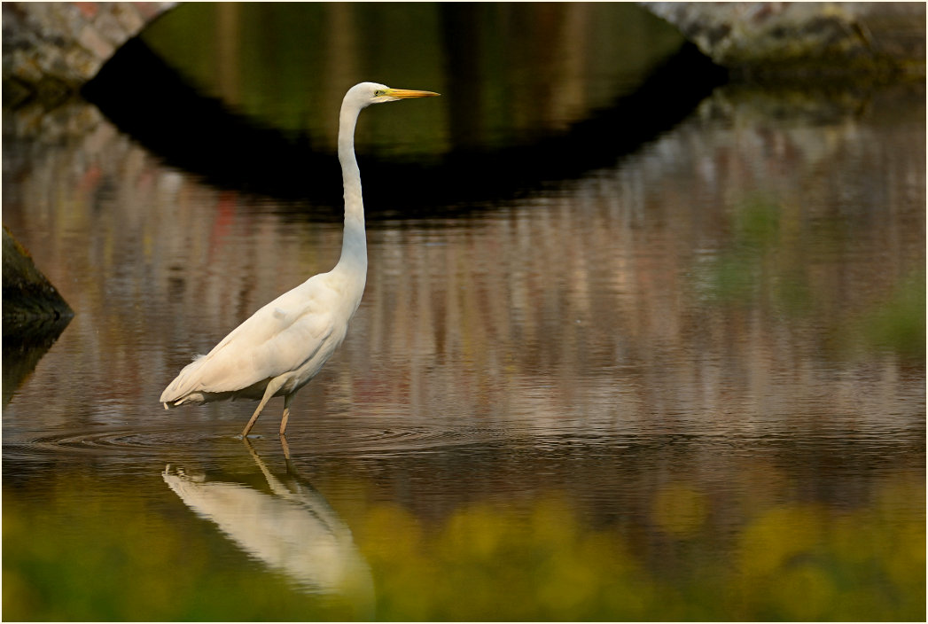 Silberreiher (Casmerodius albus)