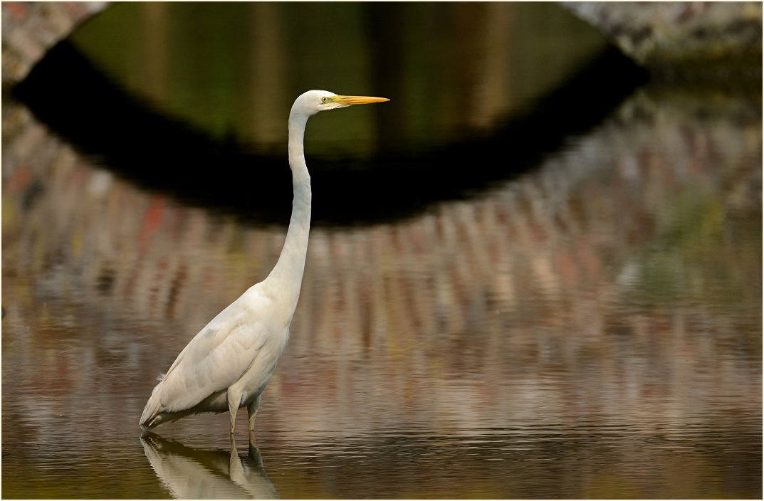 Silberreiher (Casmerodius albus)