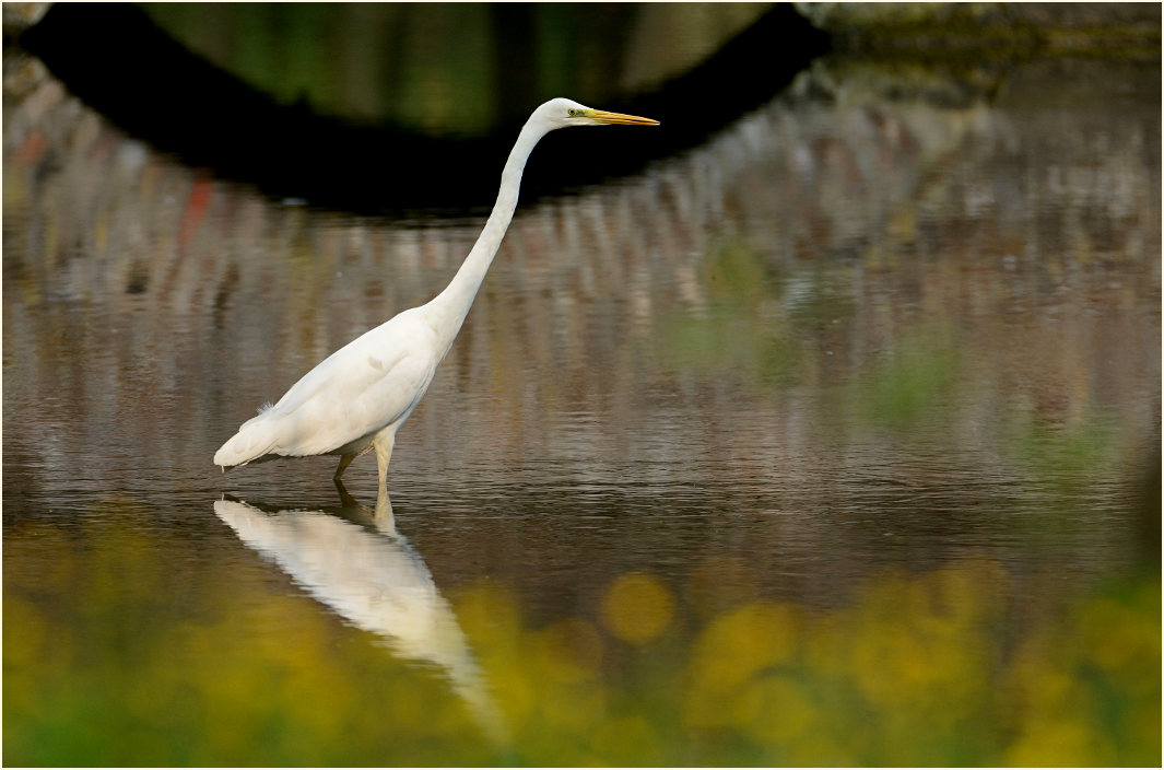 Silberreiher (Casmerodius albus)