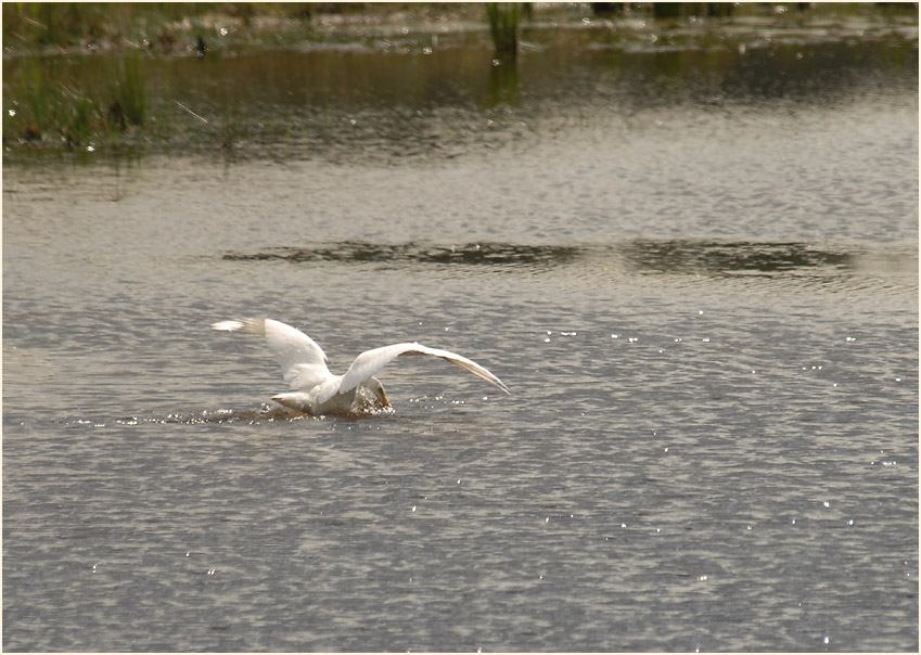 Silberreiher (Casmerodius albus)