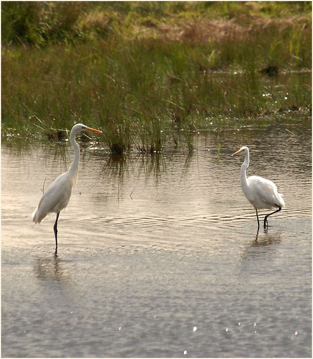Silberreiher (Casmerodius albus)
