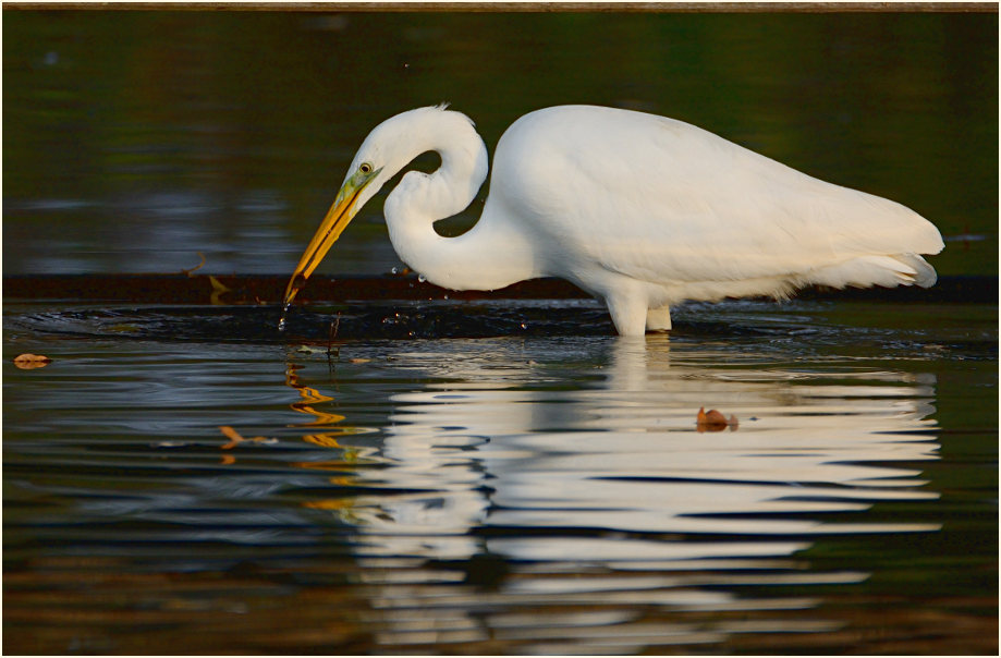 Silberreiher (Casmerodius albus)