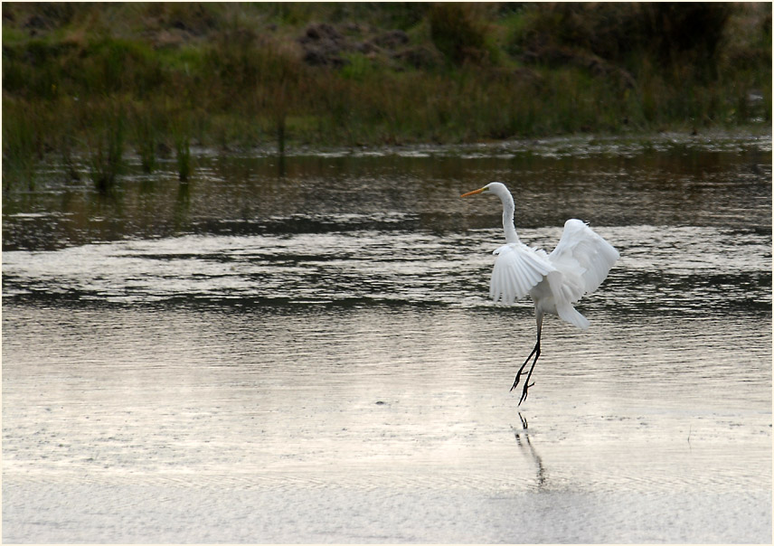 Silberreiher (Casmerodius albus)