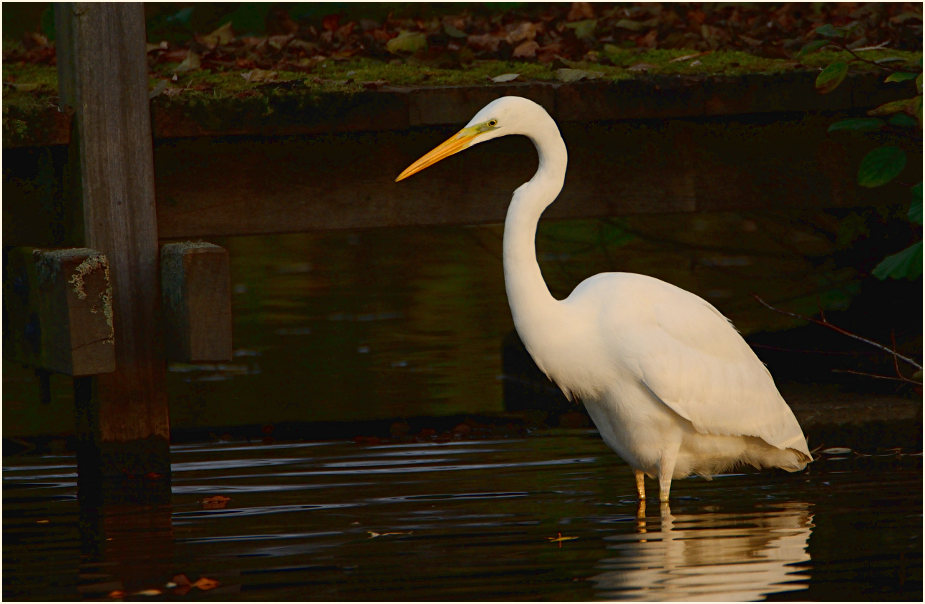 Silberreiher (Casmerodius albus)