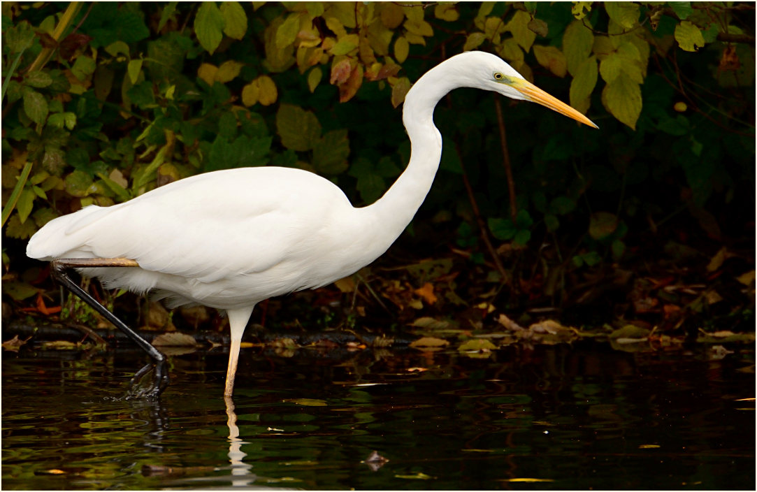 Silberreiher (Casmerodius albus)