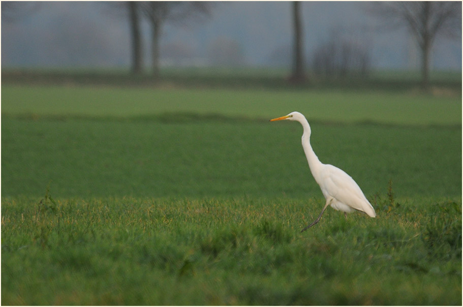 Silberreiher (Casmerodius albus)
