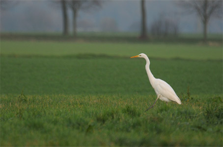 vergrößern