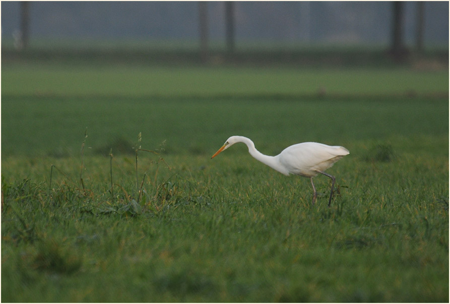 Silberreiher (Casmerodius albus)