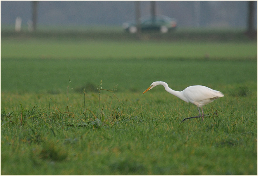 Silberreiher (Casmerodius albus)