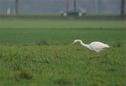 vergrößern