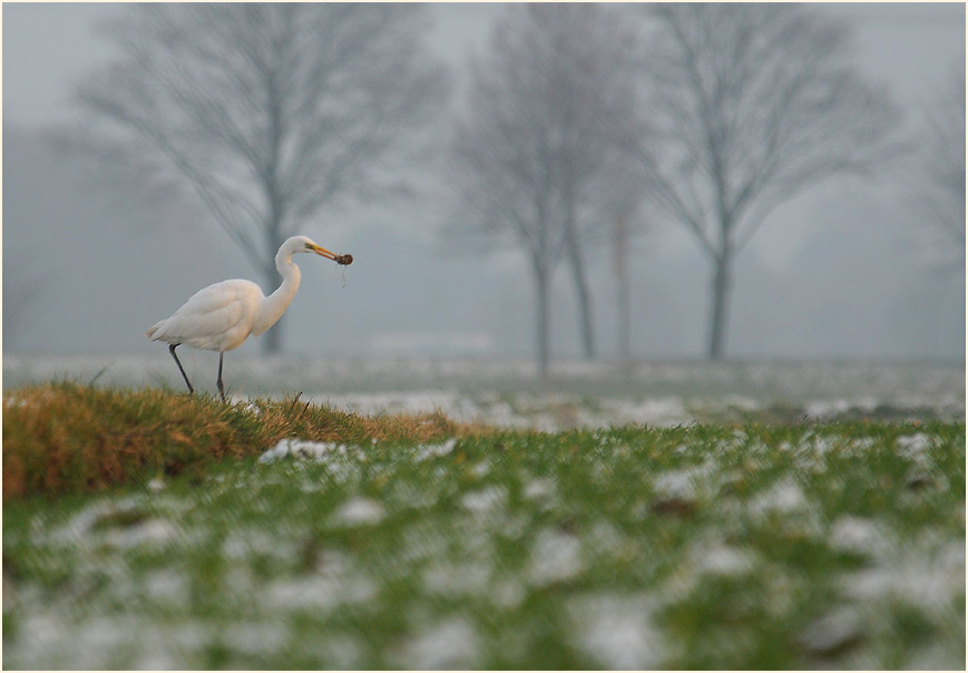 Silberreiher (Casmerodius albus)