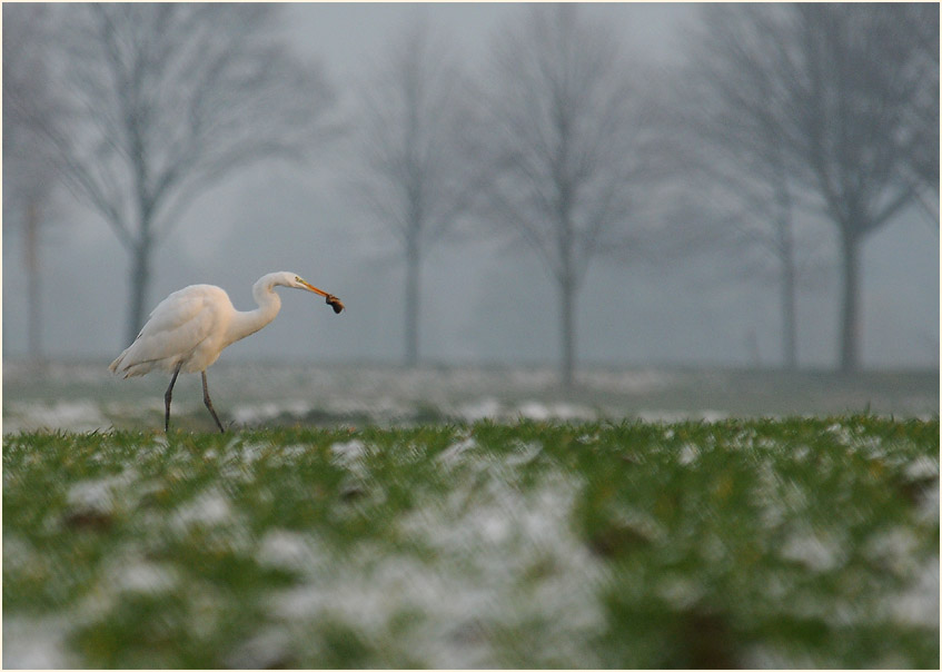 Silberreiher (Casmerodius albus)