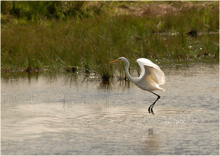 Silberreiher (Casmerodius albus)