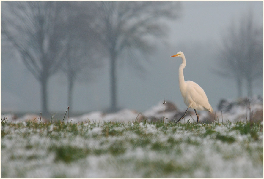 Silberreiher (Casmerodius albus)