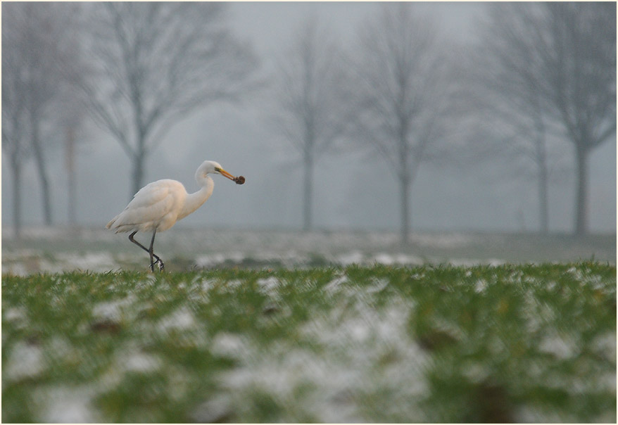Silberreiher (Casmerodius albus)