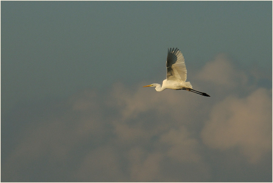 Silberreiher (Casmerodius albus)