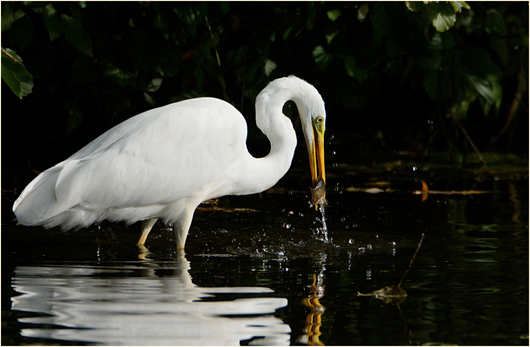 Silberreiher (Casmerodius albus)