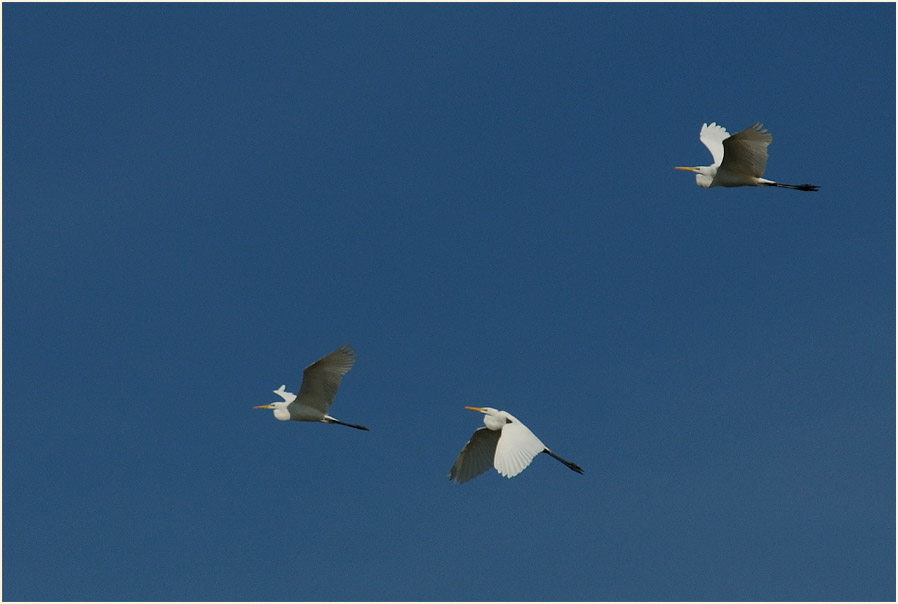 Silberreiher (Casmerodius albus)
