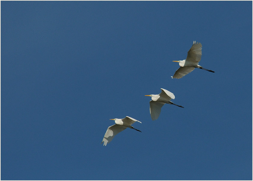 Silberreiher (Casmerodius albus)