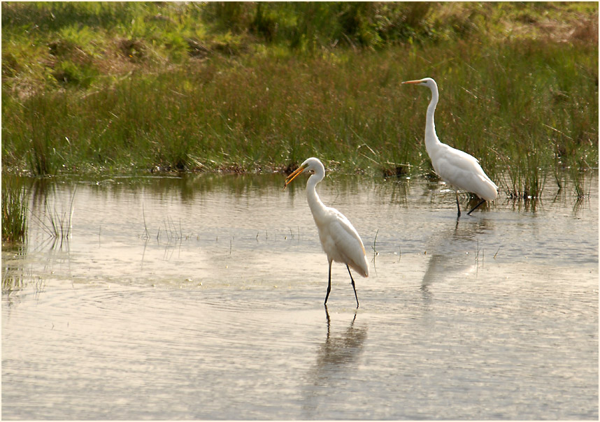 Silberreiher (Casmerodius albus)