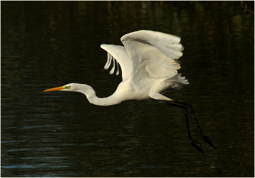 Silberreiher (Casmerodius albus)