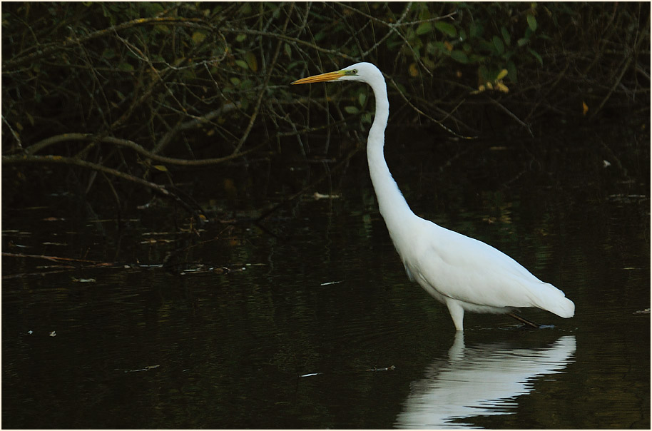 Silberreiher (Casmerodius albus)