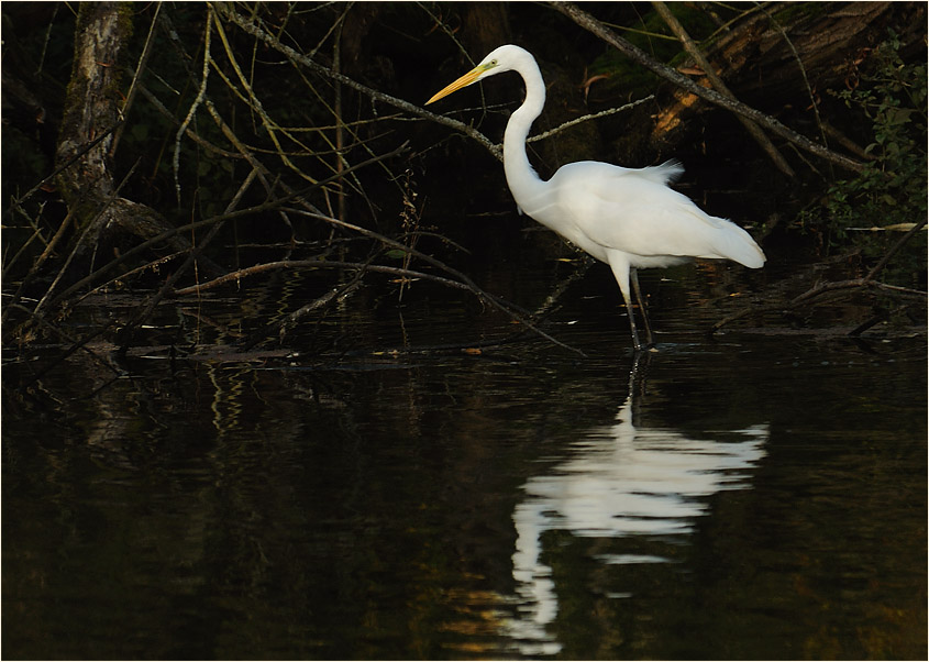 Silberreiher (Casmerodius albus)