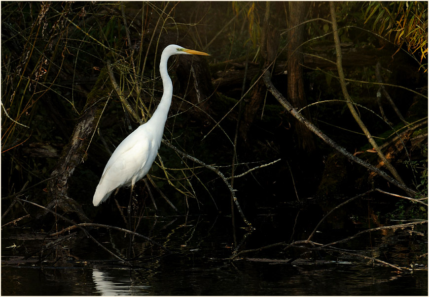 Silberreiher (Casmerodius albus)