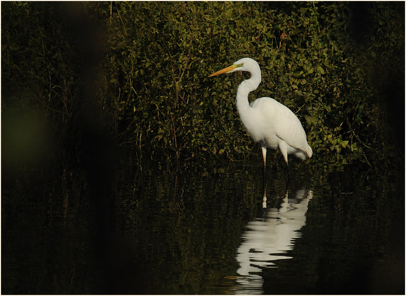 Silberreiher (Casmerodius albus)