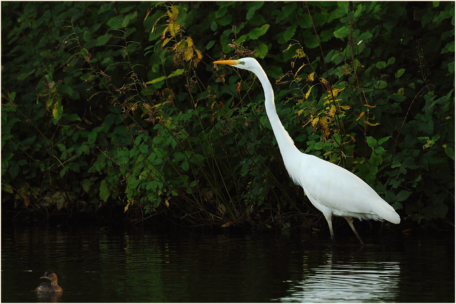 Silberreiher (Casmerodius albus)