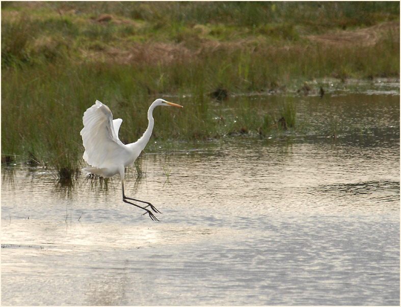 Silberreiher (Casmerodius albus)