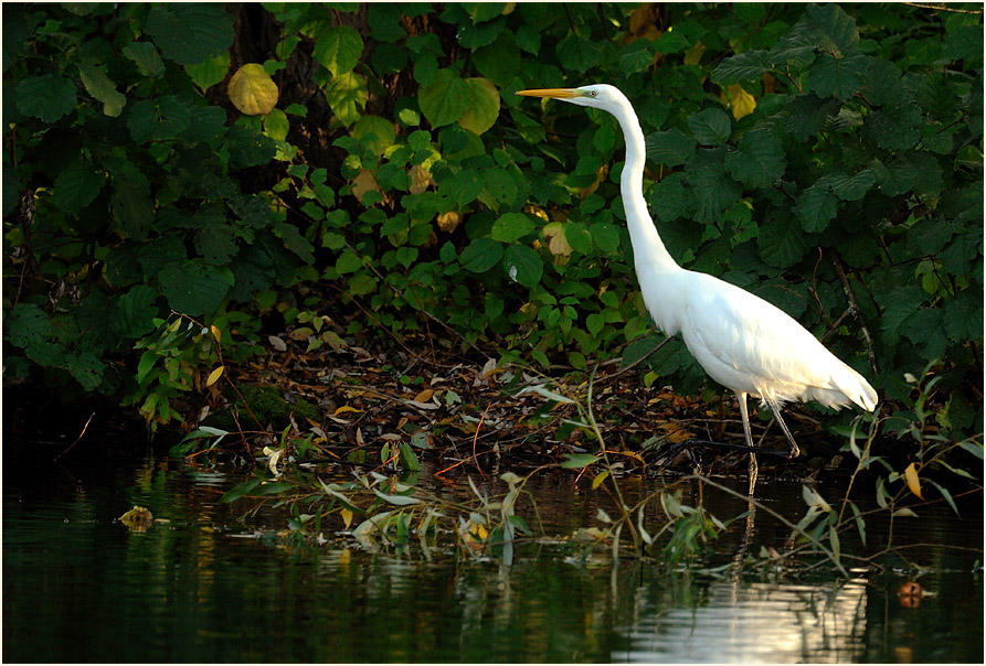 Silberreiher (Casmerodius albus)