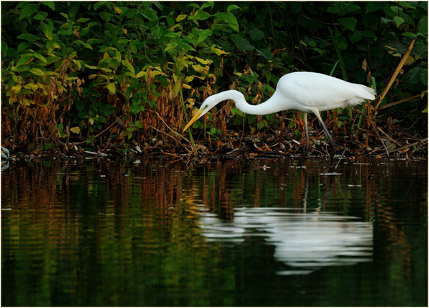 Silberreiher (Casmerodius albus)