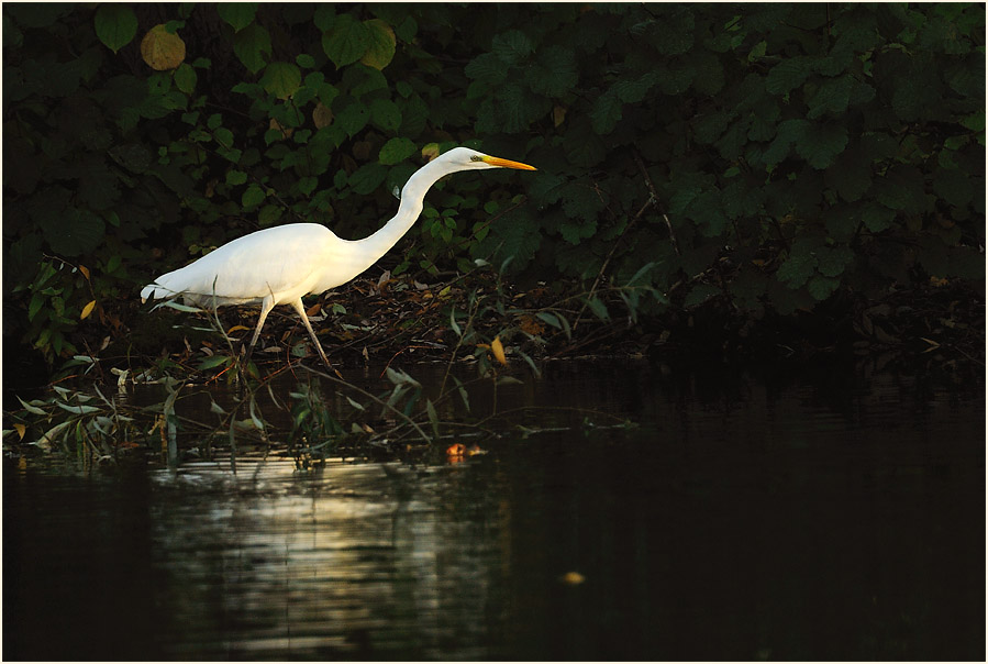 Silberreiher (Casmerodius albus)