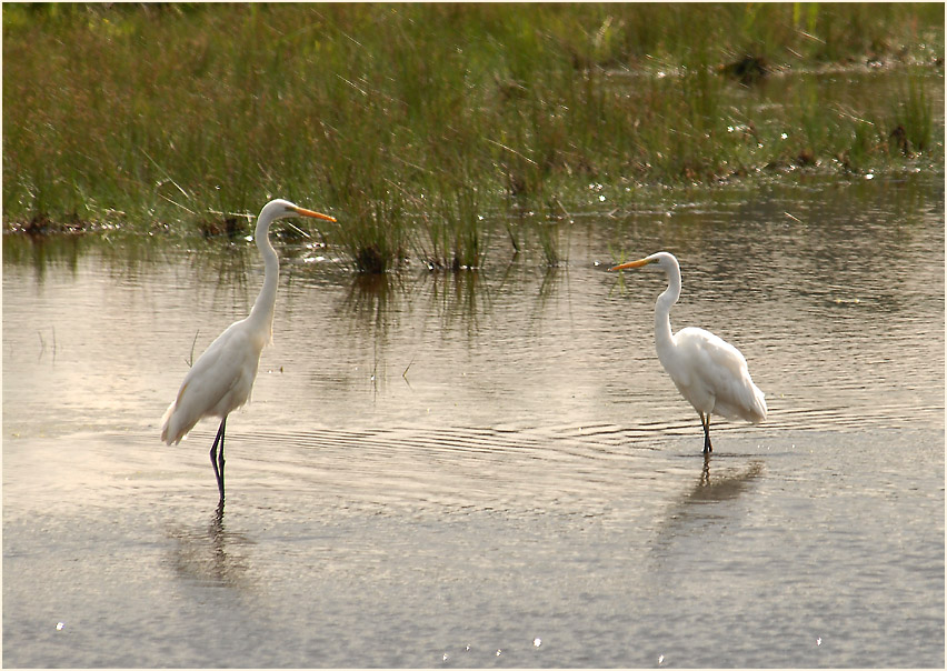 Silberreiher (Casmerodius albus)