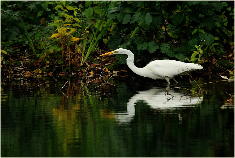 Silberreiher (Casmerodius albus)