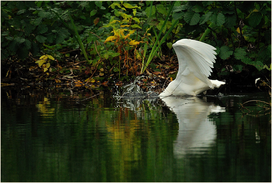 Silberreiher (Casmerodius albus)