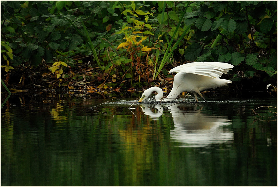 Silberreiher (Casmerodius albus)