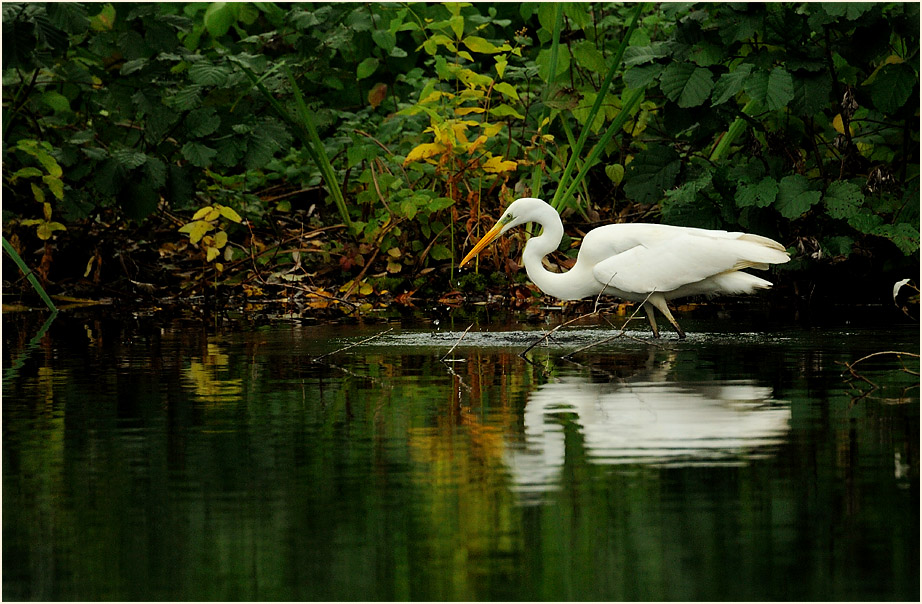 Silberreiher (Casmerodius albus)