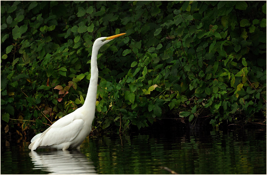 Silberreiher (Casmerodius albus)