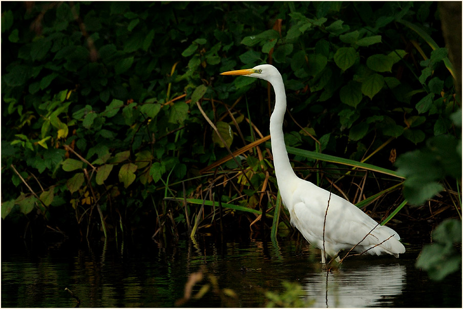 Silberreiher (Casmerodius albus)