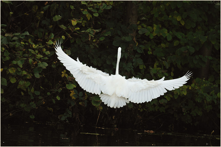 Silberreiher (Casmerodius albus)