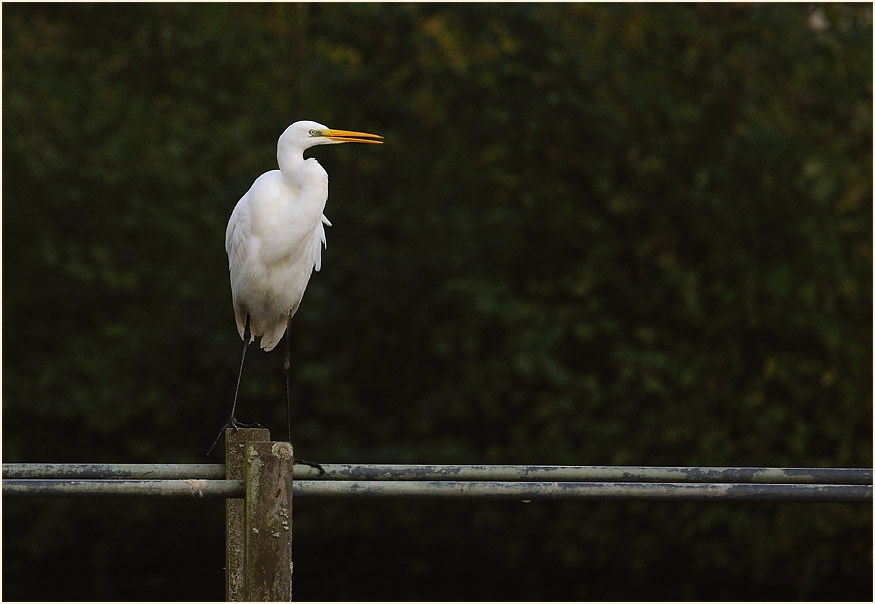 Silberreiher (Casmerodius albus)